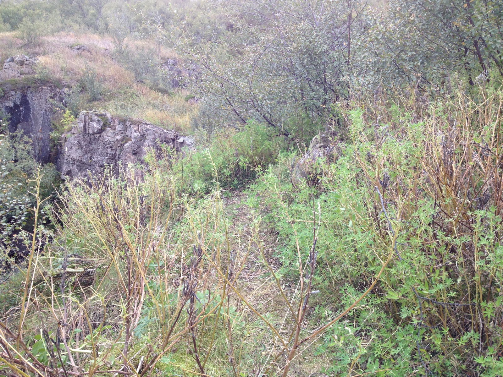 334 DSC08069d IMG 2452